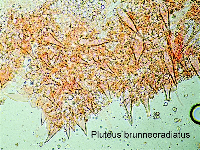 Pluteus brunneoradiatus-micro-amf1482.jpg - Pluteus brunneoradiatus ; Nom français: Plutée à fibrilles brunes